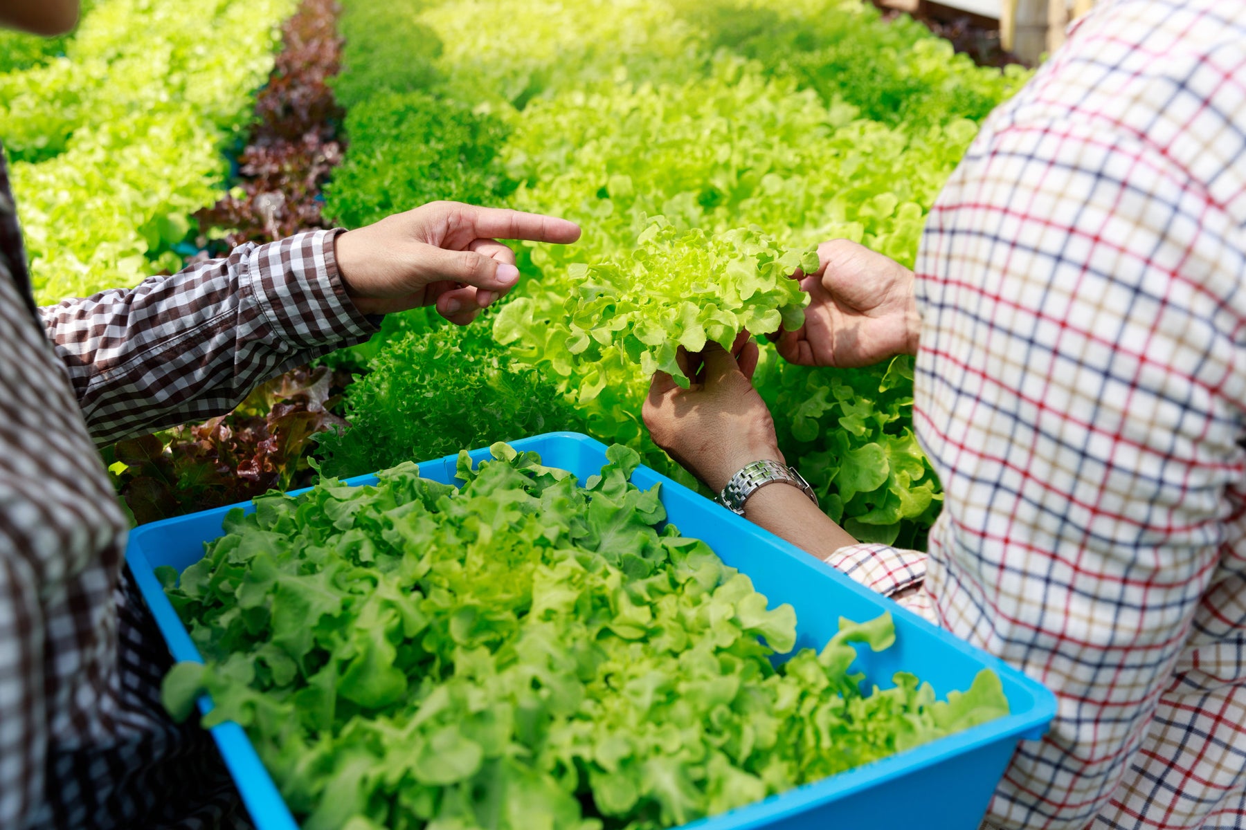 Balancing Your Nutrients: How To Prevent Deficiency and Toxicity