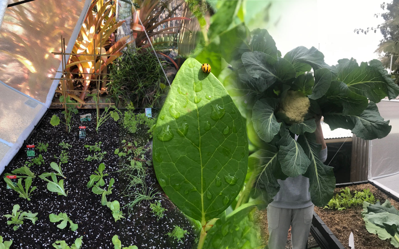 How To Create a Pop-Up Raised Garden Using Vegepods!