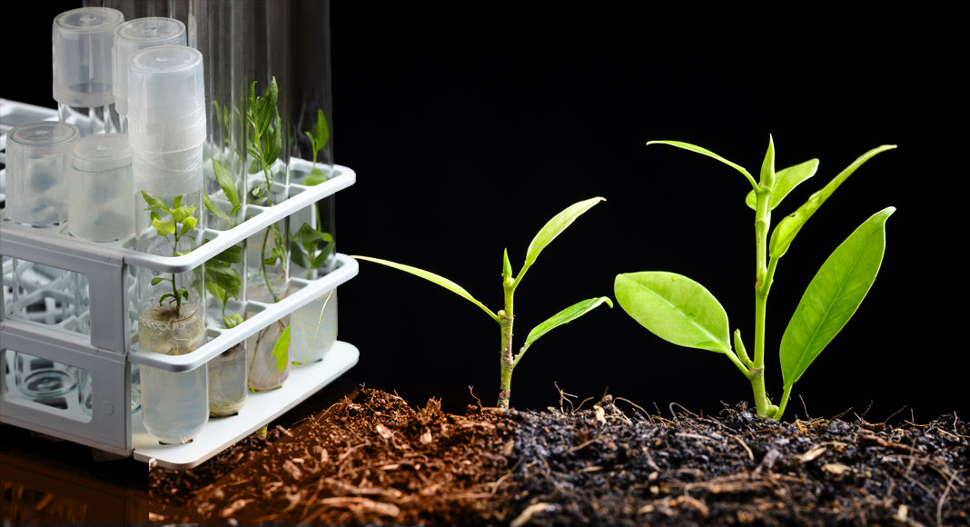 Choosing the Right Growing Medium For Your Needs