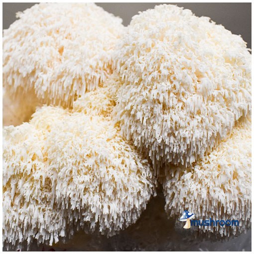 MUSHROOM KIT - AUSTRALIAN HERICIUM / LIONS MANE