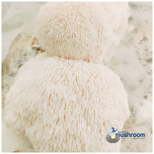 MUSHROOM KIT - AUSTRALIAN HERICIUM / LIONS MANE