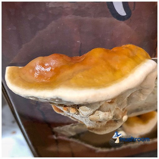 Aussie Mushroom - Ready to grow kit - Reishi