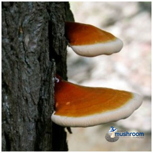 Aussie Mushroom - Ready to grow kit - Reishi