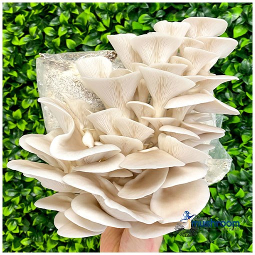 MUSHROOM KIT - WHITE OYSTER (PLEUROTUS OSTREATUS)