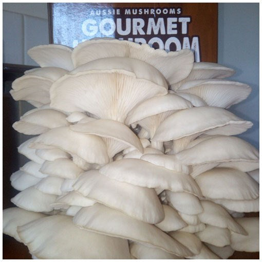 MUSHROOM KIT - WHITE OYSTER (PLEUROTUS OSTREATUS)