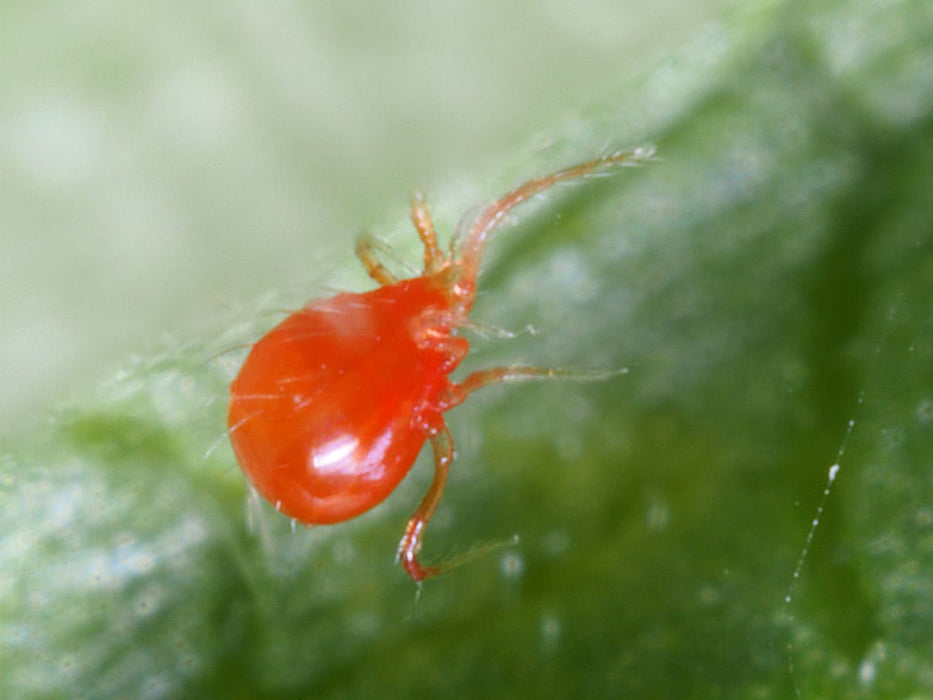 Persimilis