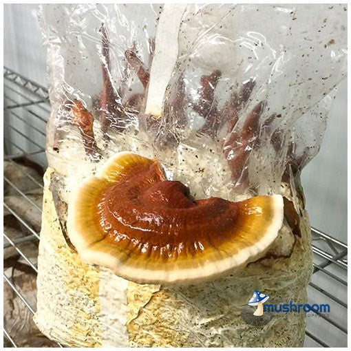 Aussie Mushroom - Ready to grow kit - Reishi