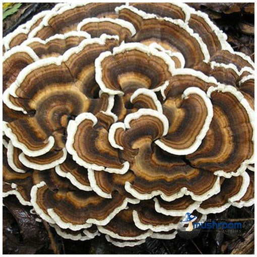 Mushroom Kit - Australian Turkey Tail (TRAMETES VERSICOLOR)
