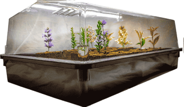 Propagation - Perspex Clone Tray & Hood