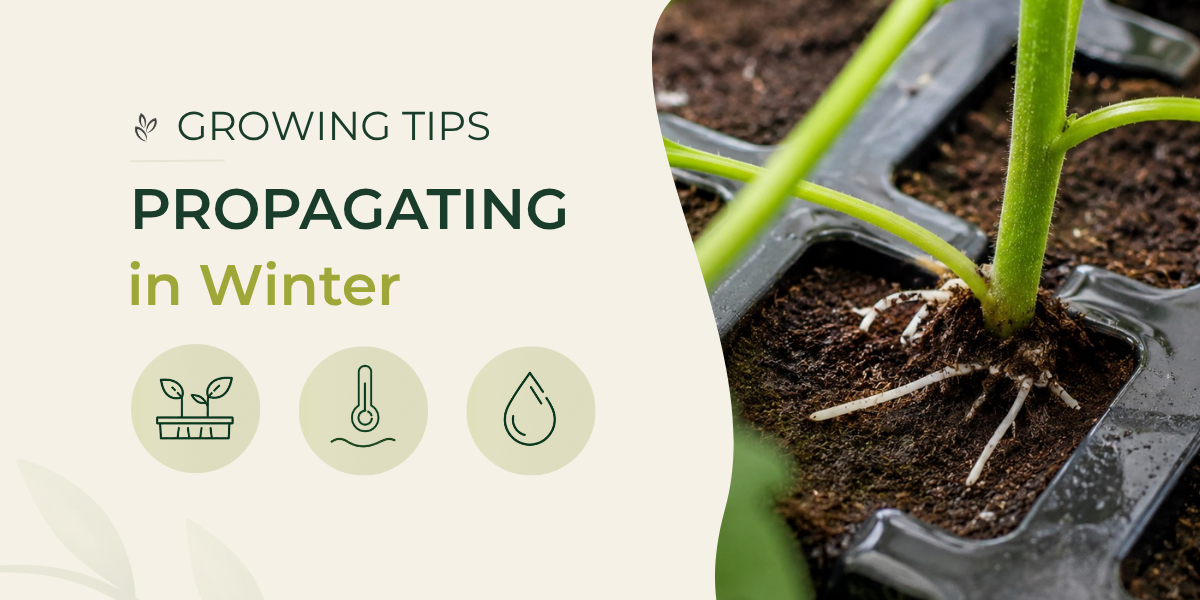 How to Successfully Propagate Seeds and Cuttings in Winter