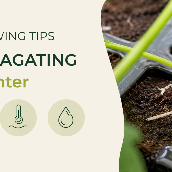 How to Successfully Propagate Seeds and Cuttings in Winter
