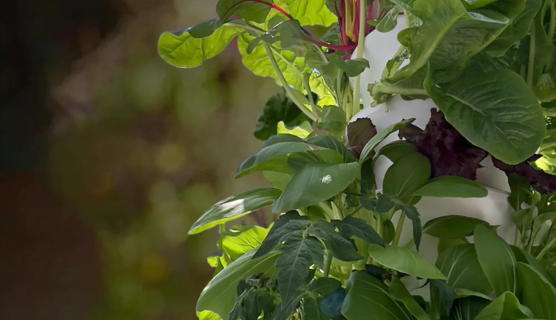 Easily Grow Your Own Food with the Airgarden: Aeroponics Simplified