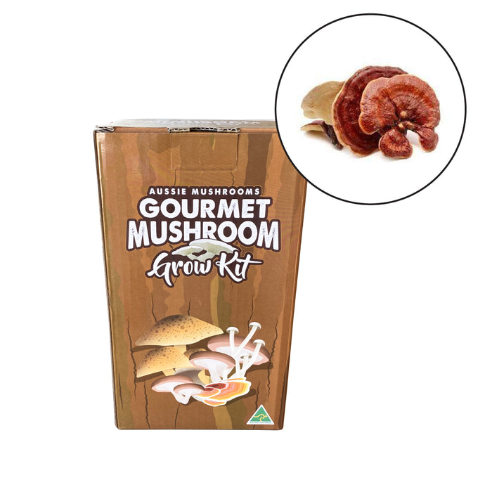 Aussie Mushrooms - Ready To Grow Kit - Reishi (Ganoderma lucidum)