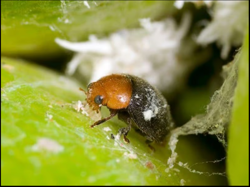 Bugs for Bugs Cryptolaemus