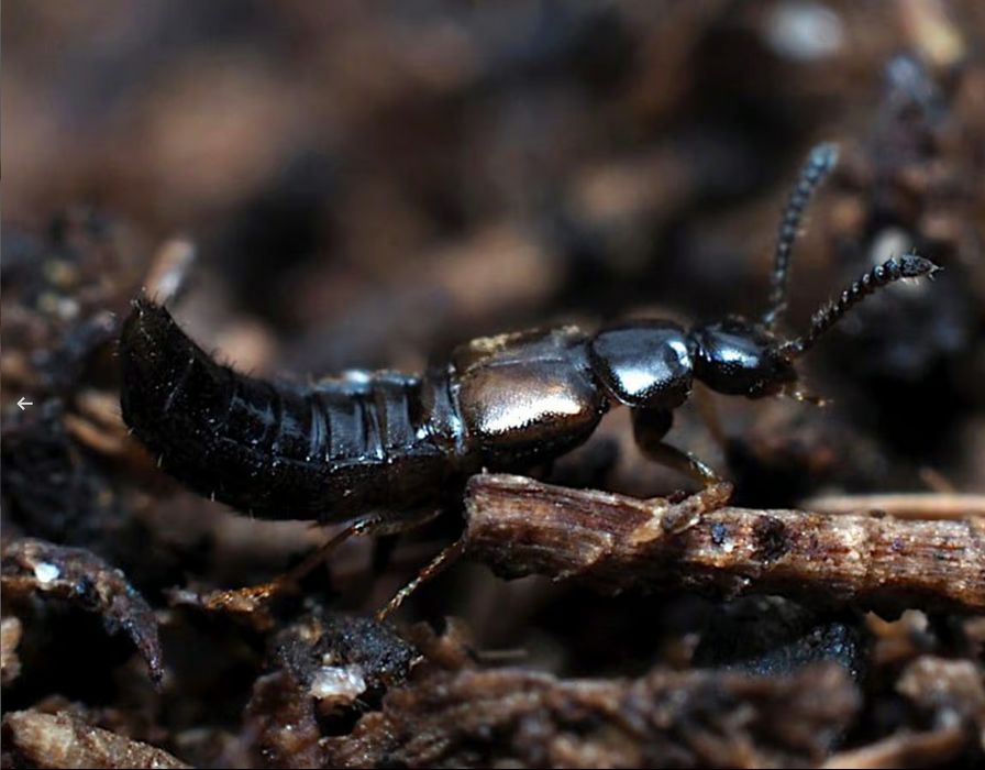 Bugs for Bugs Dalotia coriaria