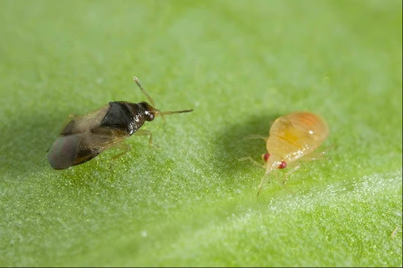 Orius tantillus (1,000)