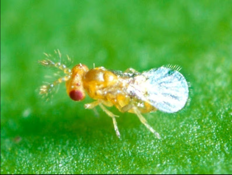 Trichogramma pretiosum