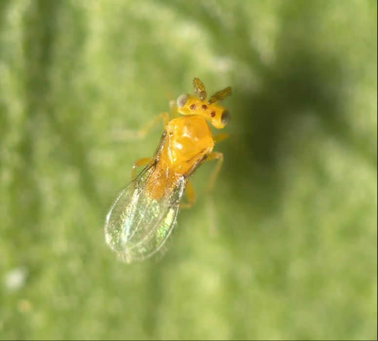 Bugs For Bugs Eretmocerus hayati (Pack of 10 vials)