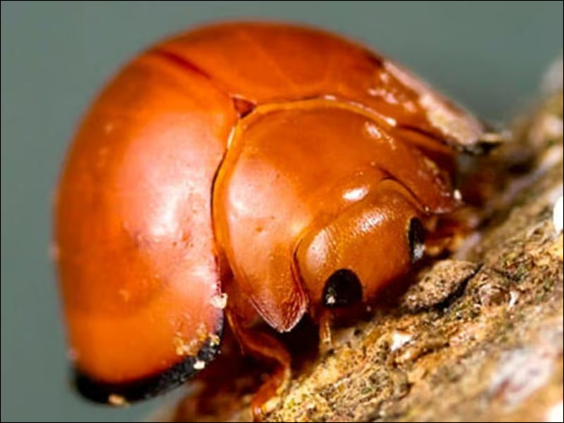 Bugs for Bugs Chilocorus circumdatus