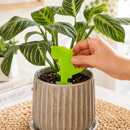 Dinosaur Gnat Traps Pack of 10