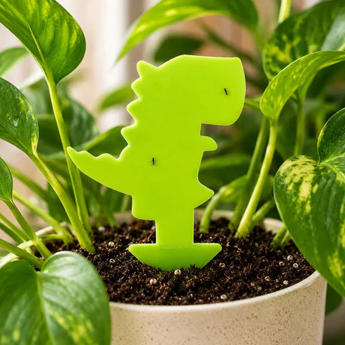 Dinosaur Gnat Traps Pack of 10