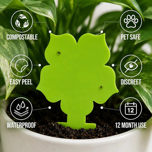 Flower Gnat Traps Pack of 10