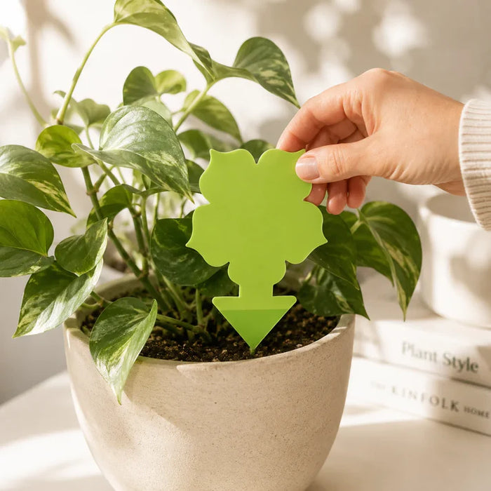 Flower Gnat Traps Pack of 10