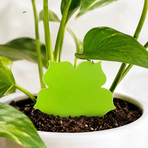 Flower Gnat Traps Pack of 10
