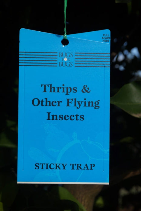 Bugs for Bugs Sticky Trap Blue