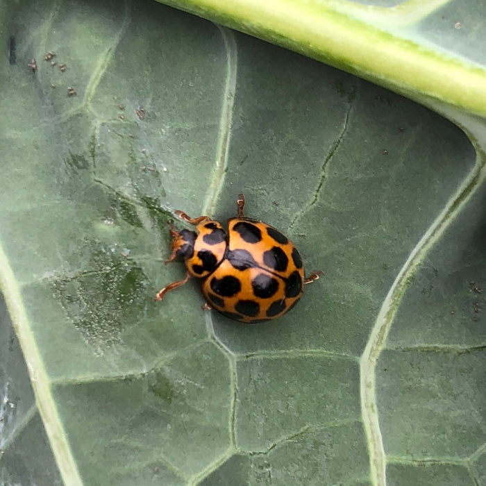 Bugs for Bugs Spotted ladybird