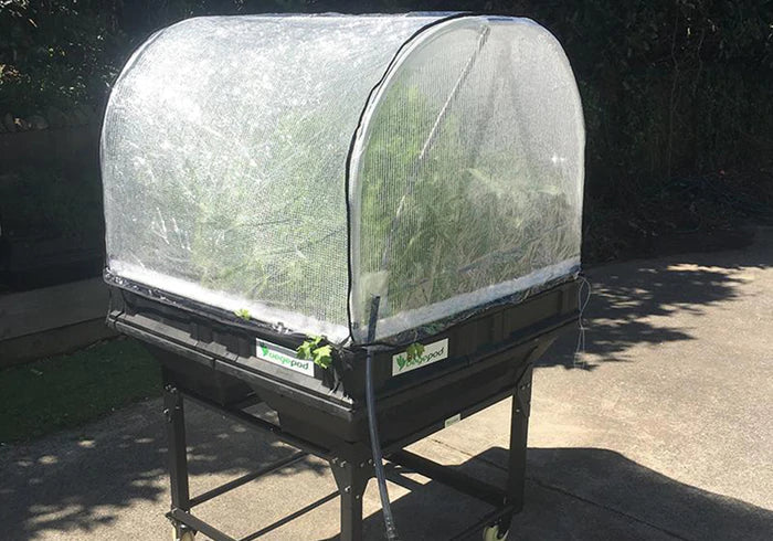 Vegepod Medium Hothouse Cover (Cover Only) in use