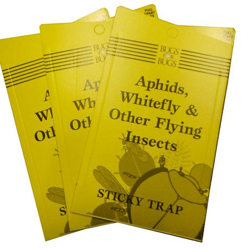 Pest Control - Bugs For Bugs - Yellow Sticky Traps